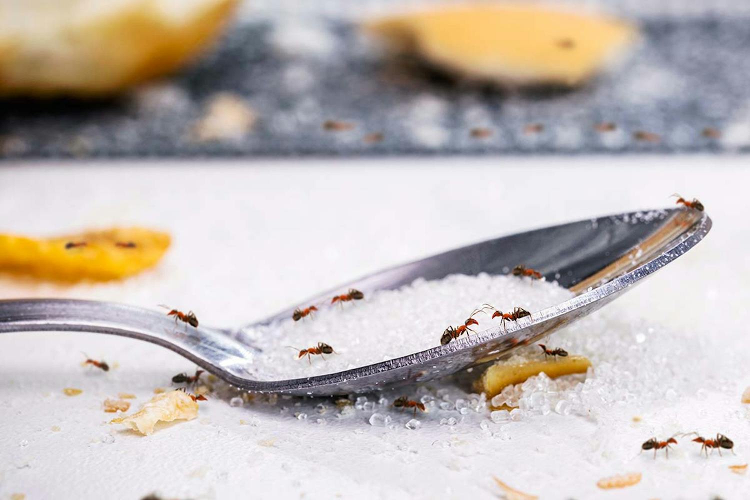 Hvad spiser myrer? Hvad spiser myrer?